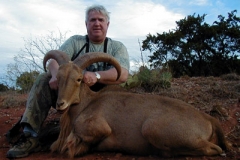 aoudad-1-1