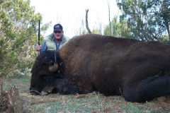 buffalo-bull