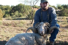 merino