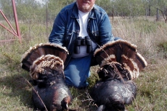 turkeys-04