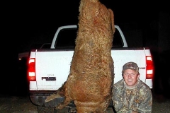 hog-missouri